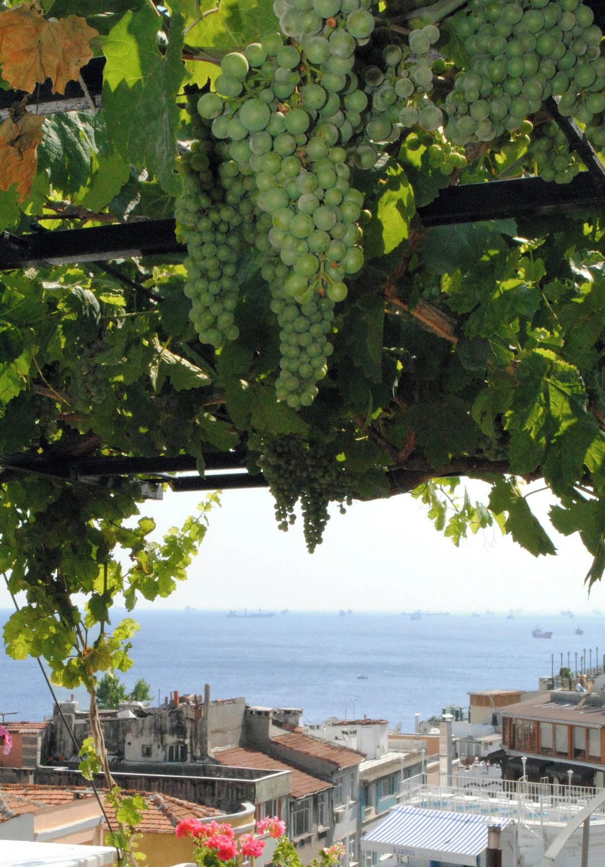 Guests sitting under the grapevine pergola on the hotel terrace